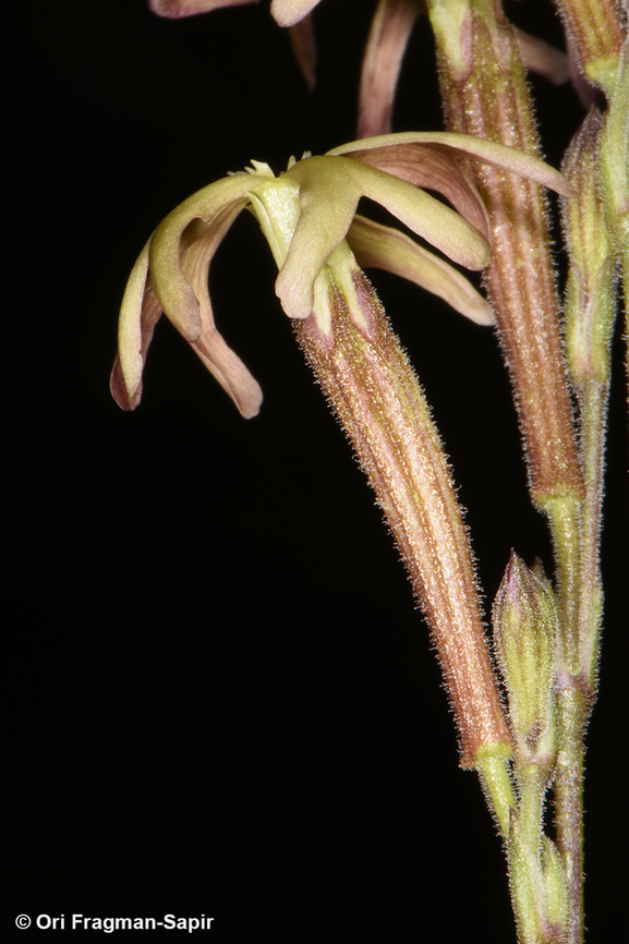 Silene leucophylla S Sinai Highlands, J Safsafa above Farsh Safsafa Egypt,Geotagged,Silene leucophylla,Spring