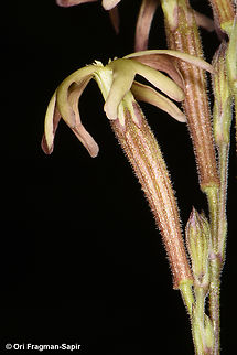 Silene leucophylla S Sinai Highlands, J Safsafa above Farsh Safsafa Egypt,Geotagged,Silene leucophylla,Spring