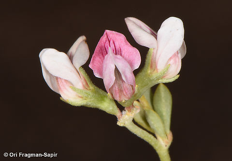 Lotus hebranicus  Egypt,Geotagged,Lotus hebranicus,Spring