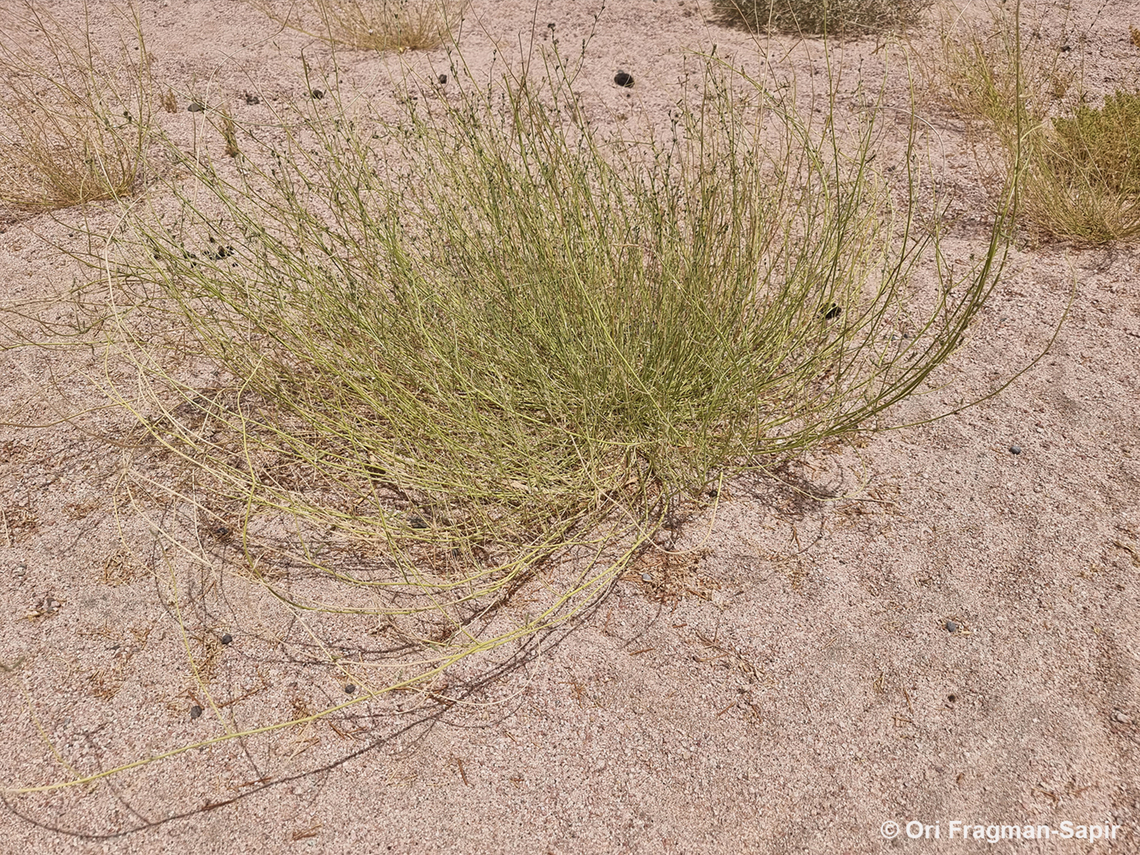 Lotus hebranicus  Egypt,Geotagged,Lotus hebranicus,Spring