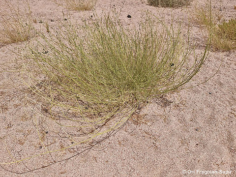Lotus hebranicus  Egypt,Geotagged,Lotus hebranicus,Spring