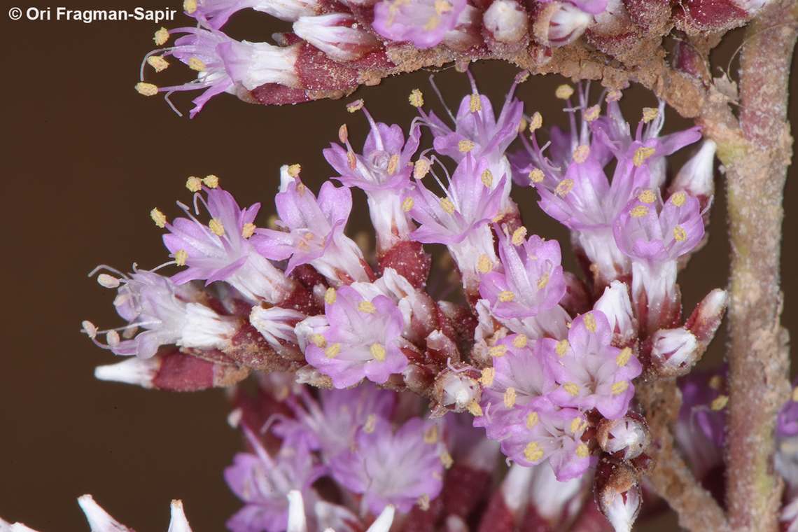Limonium axillare S Sinai, Nabek Egypt,Geotagged,Limonium axillare,Spring