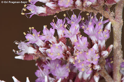 Limonium axillare S Sinai, Nabek Egypt,Geotagged,Limonium axillare,Spring