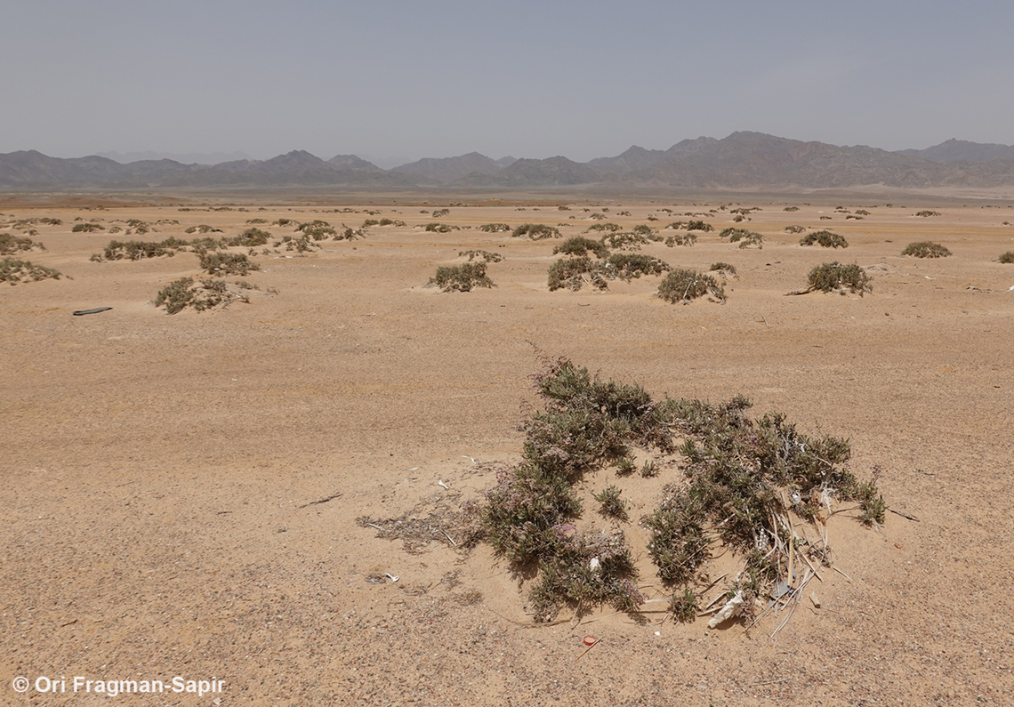 Limonium axillare  Egypt,Geotagged,Limonium axillare,Spring