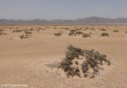 Limonium axillare  Egypt,Geotagged,Limonium axillare,Spring