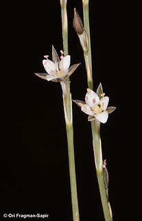 Bufonia multiceps  Bufonia multiceps,Egypt,Geotagged,Spring