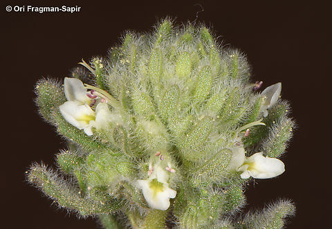 Teucrium decaisnei