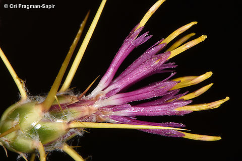 Centaurea scoparia  Centaurea scoparia,Egypt,Geotagged,Spring