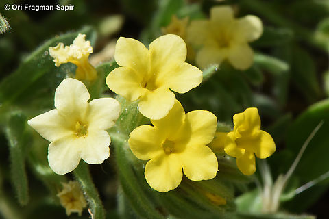 Alkanna orientalis  Alkanna orientalis,Egypt,Geotagged,Spring