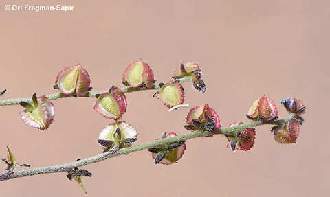 Microparacaryum intermedium  Egypt,Geotagged,Microparacaryum intermedium,Spring