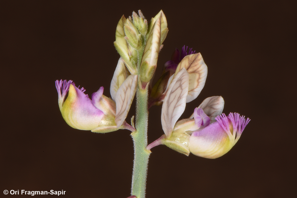 Polygala sinaica  Egypt,Geotagged,Polygala sinaica,Spring