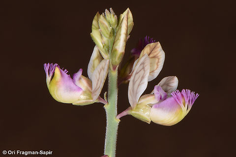 Polygala sinaica  Egypt,Geotagged,Polygala sinaica,Spring