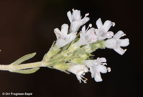 Thymus decussatus  Egypt,Geotagged,Spring,Thymus decussatus