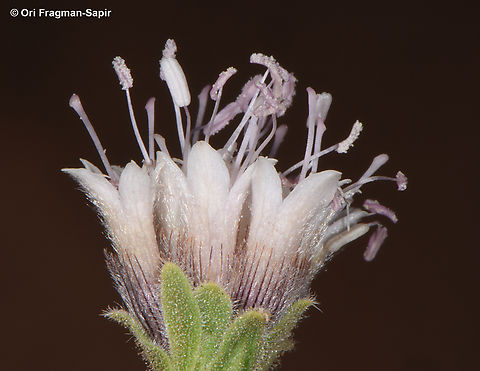 Pterocephalus sanctus  Egypt,Geotagged,Pterocephalus sanctus,Spring