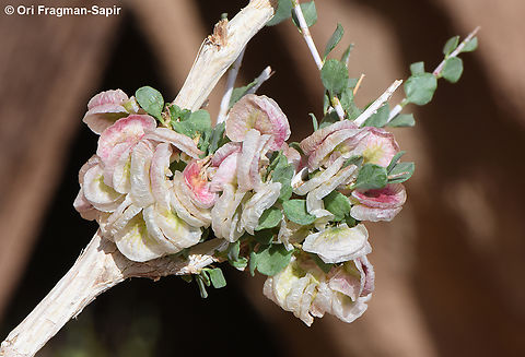 Atraphaxis spinosa  Atraphaxis spinosa,Egypt,Geotagged,Spring