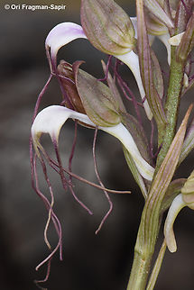 Himantoglossum comperianum  Comper's Orchid,Geotagged,Himantoglossum comperianum,Spring