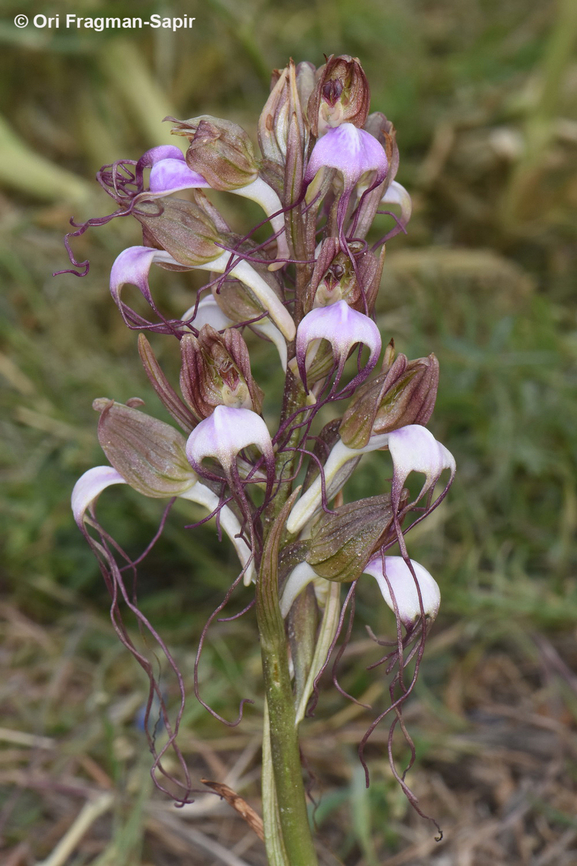 Himantoglossum comperianum  Comper's Orchid,Geotagged,Himantoglossum comperianum,Spring
