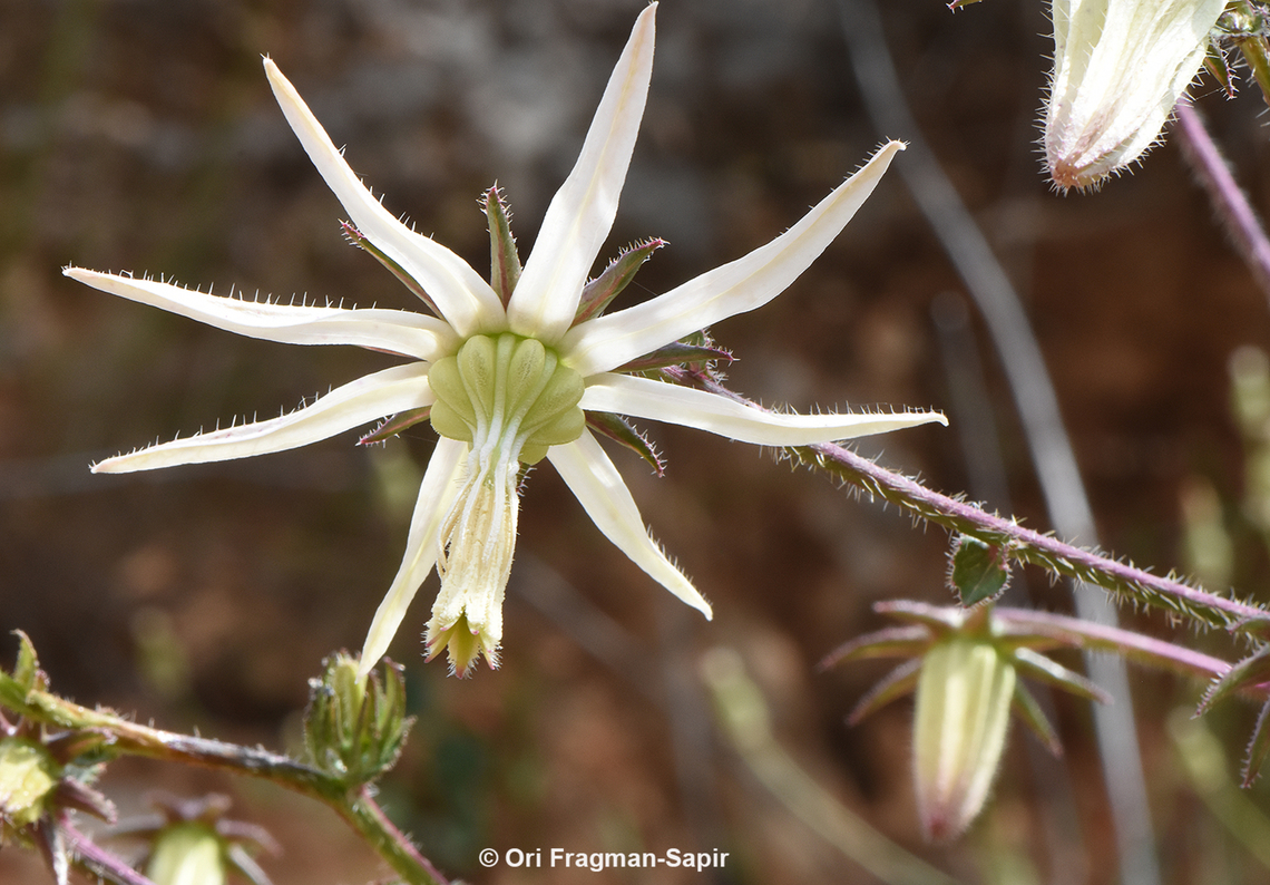 Michauxia campanuloides Mt Hermno, base of Mt Dov, 1000m. Geotagged,Michauxia campanuloides,Rough-leaved Michauxia,Spring