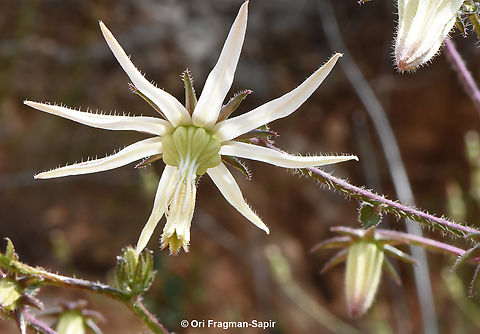 Michauxia campanuloides Mt Hermno, base of Mt Dov, 1000m. Geotagged,Michauxia campanuloides,Rough-leaved Michauxia,Spring