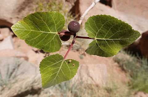 Ficus palmata  Egypt,Ficus palmata,Geotagged,Punjab Fig,Spring