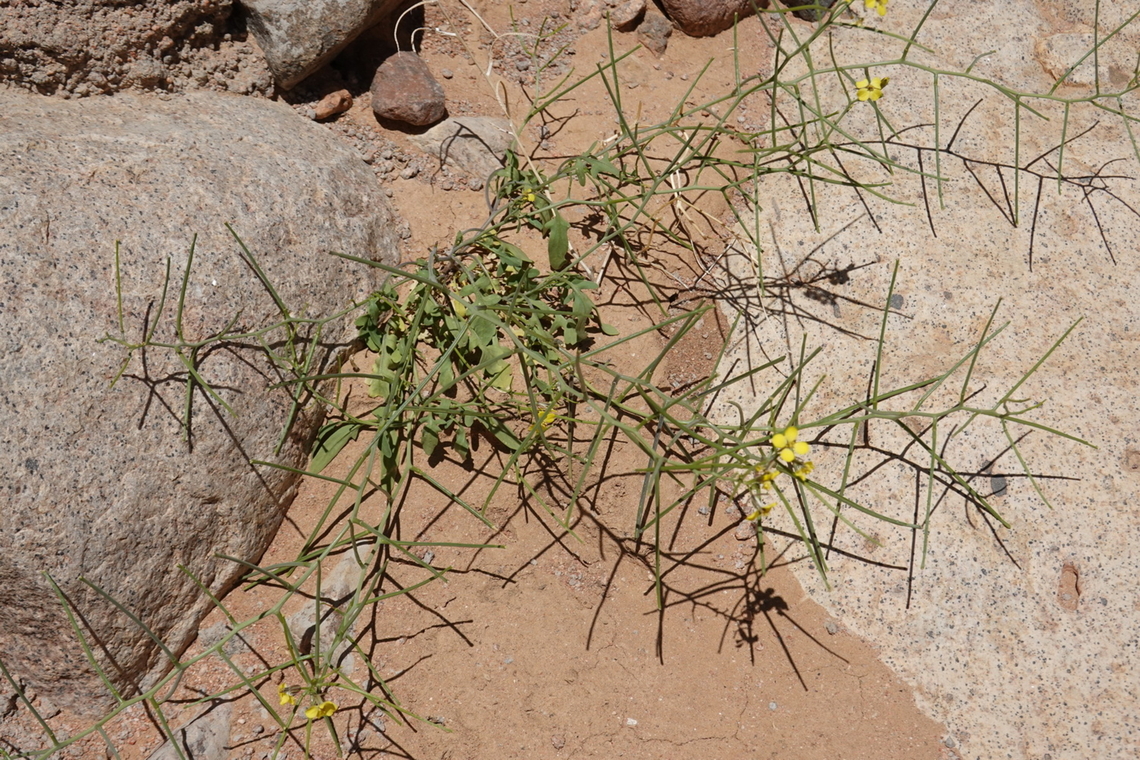 Sisymbrium septulatum  Egypt,Geotagged,Sisymbrium septulatum,Spring
