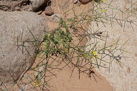 Sisymbrium septulatum  Egypt,Geotagged,Sisymbrium septulatum,Spring
