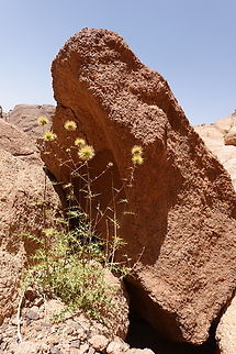 Echinops glaberrimus  Echinops glaberrimus,Egypt,Geotagged,Spring