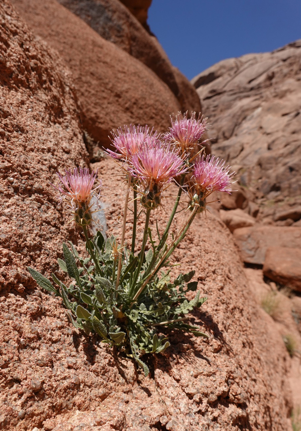 Centaurea eryngioides  Centaurea eryngioides,Egypt,Geotagged,Spring