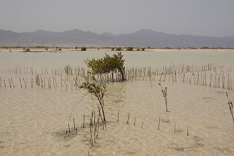 Avicennia marina  Avicennia marina,Egypt,Geotagged,Grey Mangrove,Spring