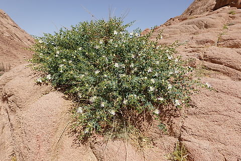 Capparis aegyptia  Capparis aegyptia,Egypt,Egyptian Caper,Geotagged,Spring