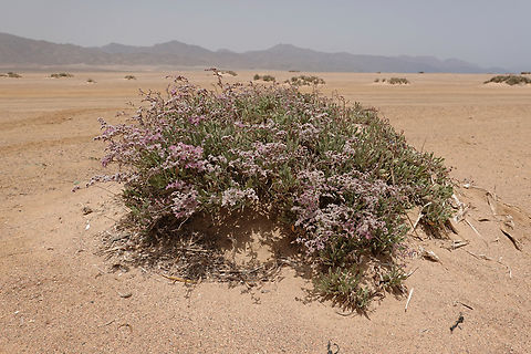 Limonium axillare  Egypt,Geotagged,Limonium axillare,Spring