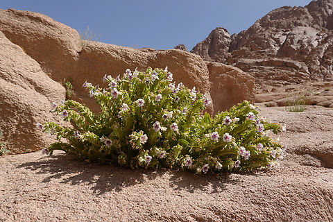 Hyoscyamus boveanus  Egypt,Geotagged,Hyoscyamus boveanus,Spring