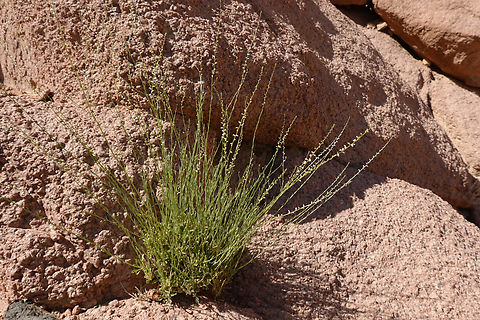 Anarrhinum forskahlii  Anarrhinum forskahlii,Egypt,Geotagged,Spring