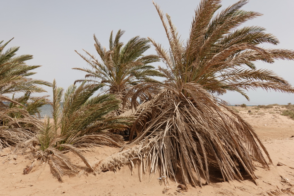 Phoenix dactylifera  Date palm,Egypt,Geotagged,Phoenix dactylifera,Spring