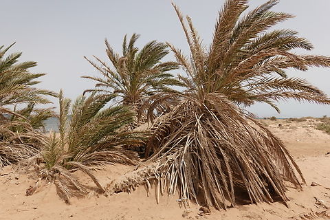 Phoenix dactylifera  Date palm,Egypt,Geotagged,Phoenix dactylifera,Spring
