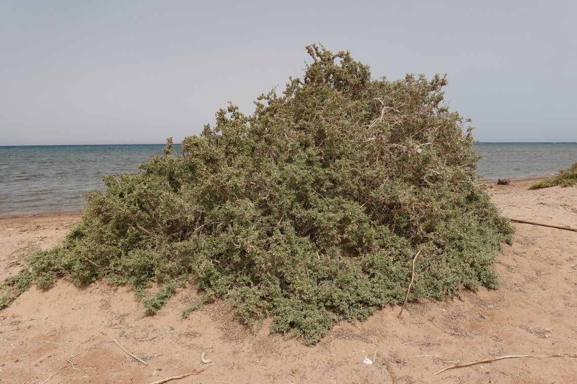 Nitraria retusa  Egypt,Geotagged,Nitraria retusa,Spring