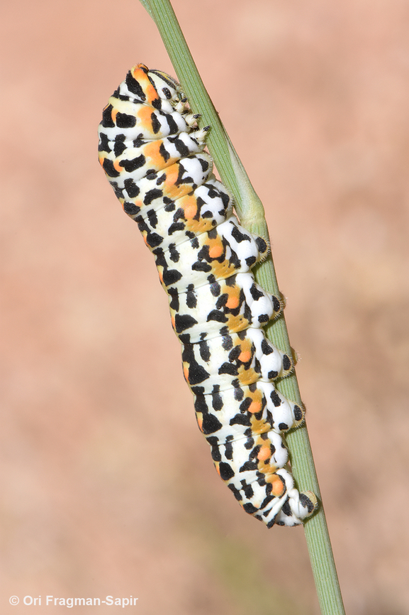 Papilio saharae  Egypt,Geotagged,Papilio saharae,Spring