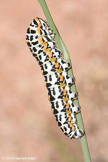 Papilio saharae  Egypt,Geotagged,Papilio saharae,Spring