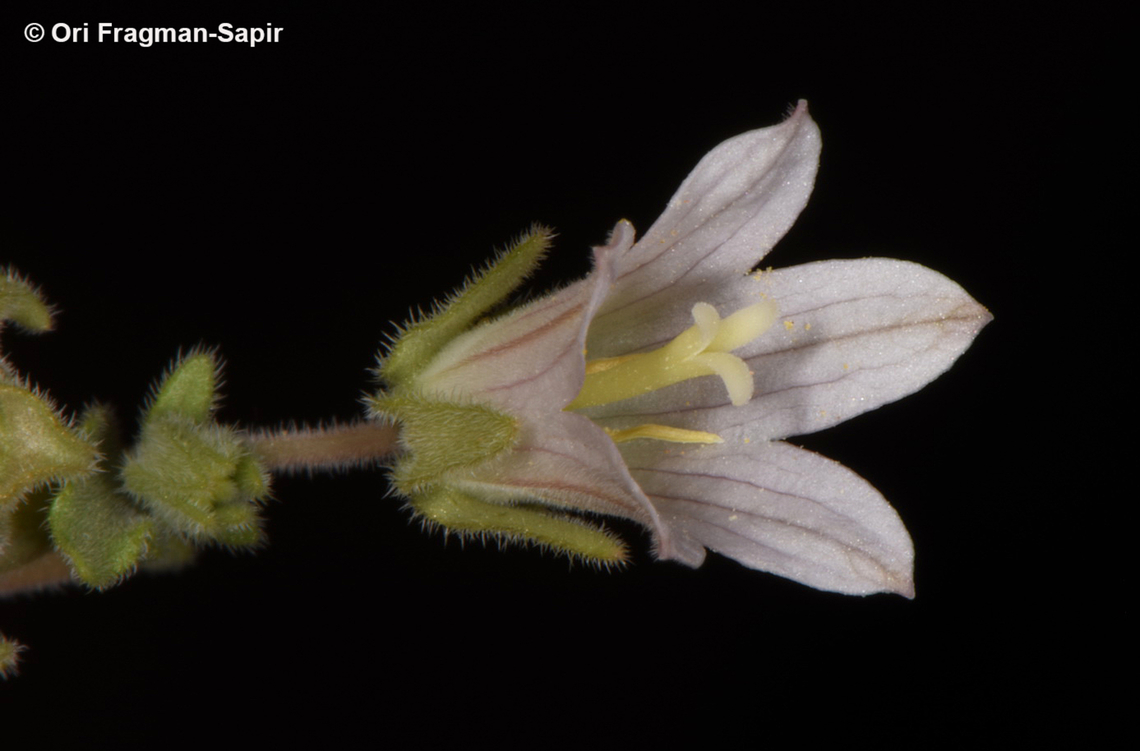 Campanula dulcis  Campanula dulcis,Egypt,Geotagged,Spring