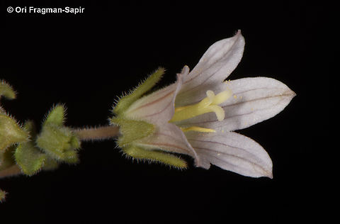 Campanula dulcis  Campanula dulcis,Egypt,Geotagged,Spring