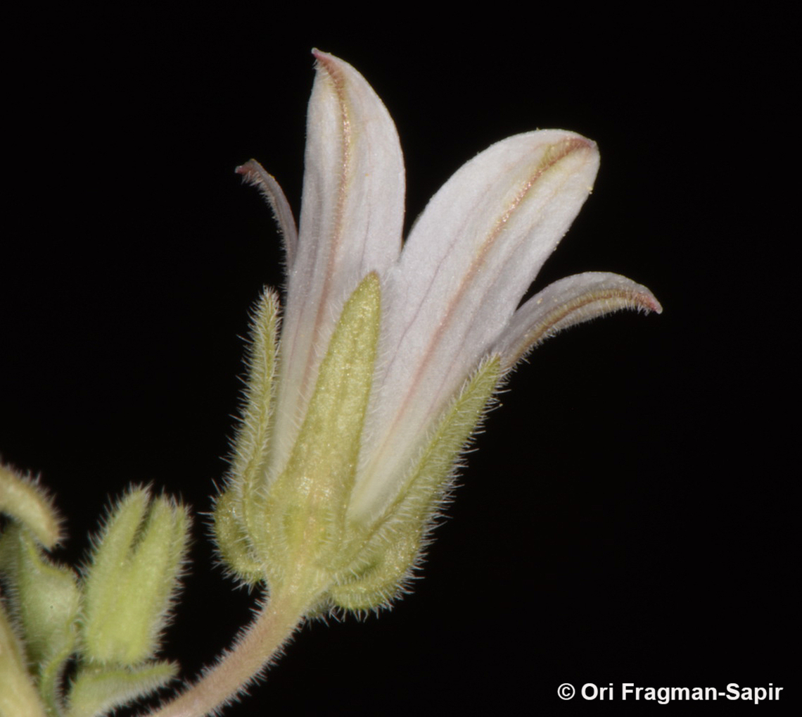 Campanula dulcis  Campanula dulcis,Egypt,Geotagged,Spring