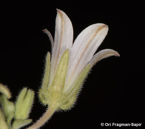 Campanula dulcis  Campanula dulcis,Egypt,Geotagged,Spring