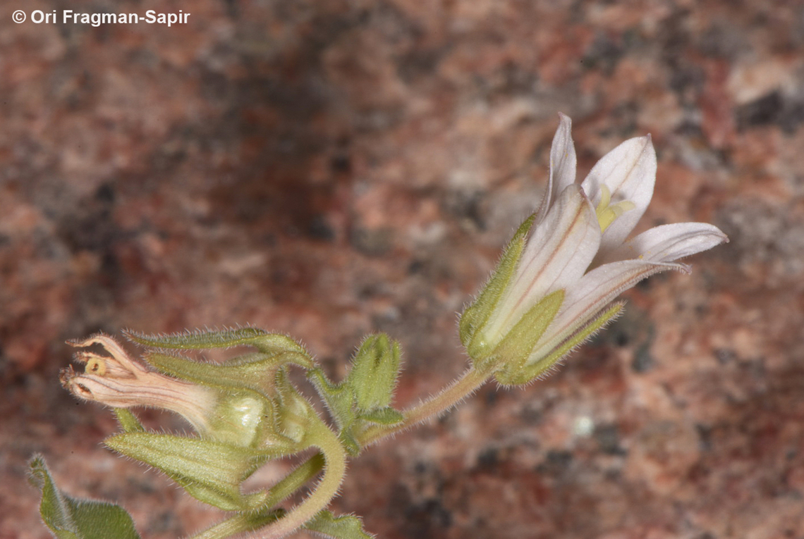 Campanula dulcis  Campanula dulcis,Egypt,Geotagged,Spring