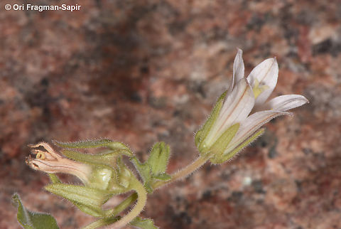Campanula dulcis  Campanula dulcis,Egypt,Geotagged,Spring