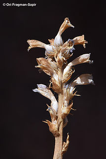 Orobanche cernua  Egypt,Geotagged,Orobanche cernua,Spring