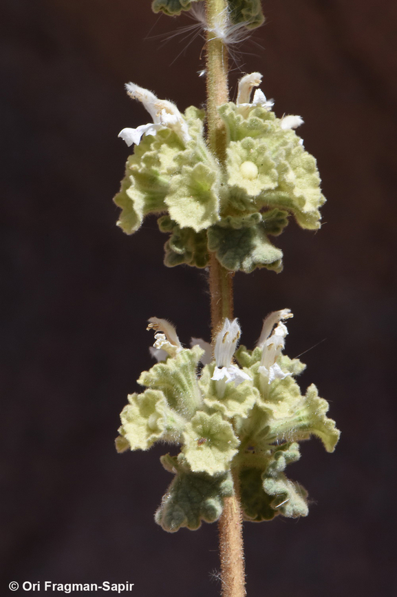 Ballota undulata  Ballota undulata,Egypt,Geotagged,Spring