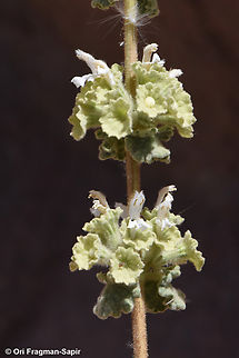 Ballota undulata  Ballota undulata,Egypt,Geotagged,Spring