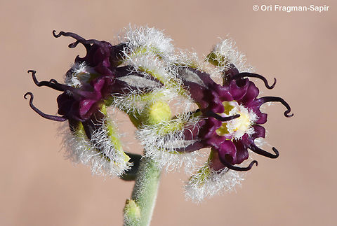 Periploca aphylla  Egypt,Geotagged,Periploca aphylla,Spring