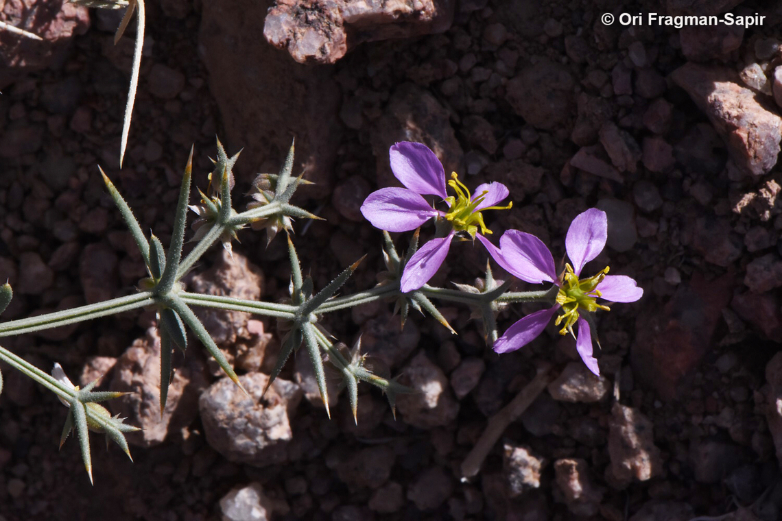 Fagonia bruguieri  Egypt,Fagonia bruguieri,Geotagged,Spring