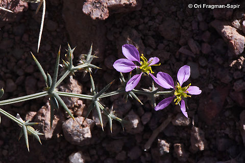 Fagonia bruguieri  Egypt,Fagonia bruguieri,Geotagged,Spring